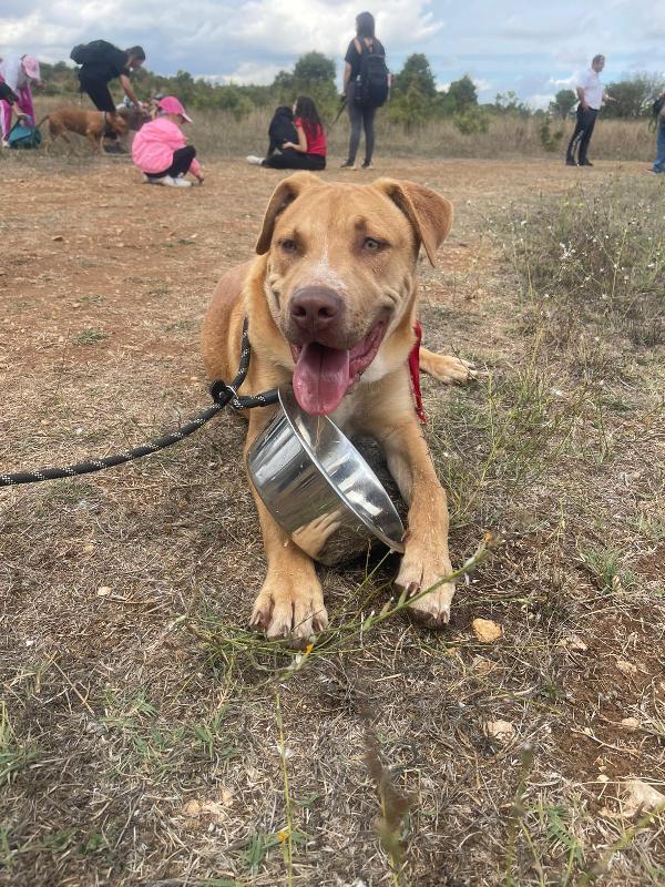 Tai, cucciolone mix pitbull 7 mesi Foto 6